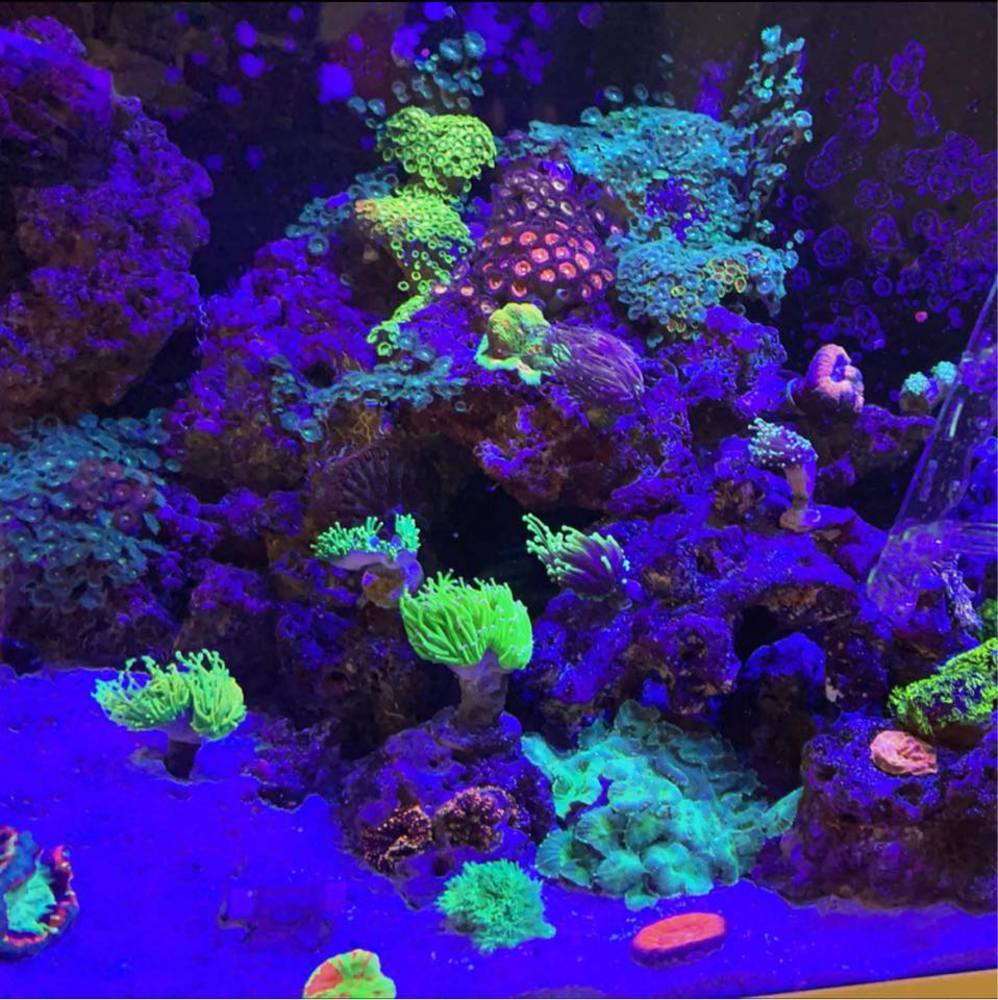 Meet your Posher, My-reef